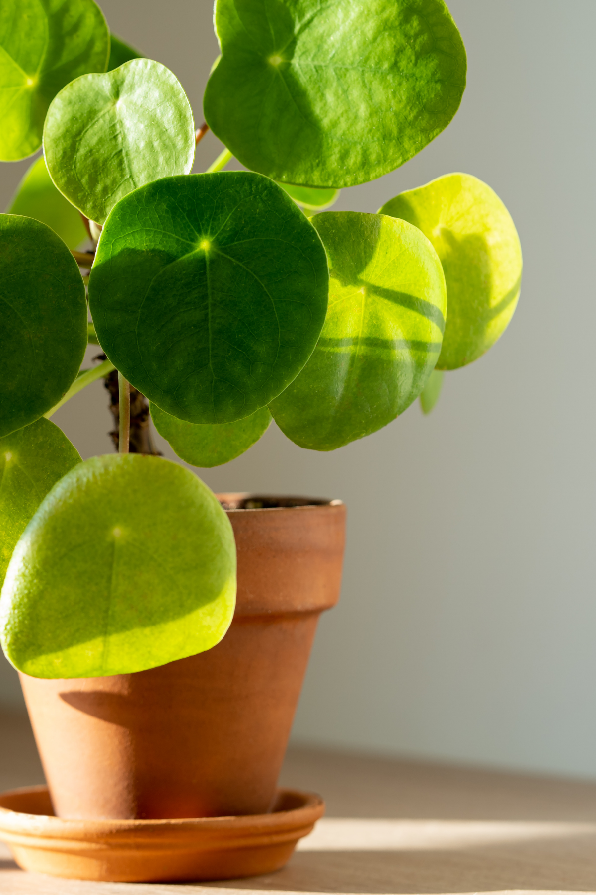 Sunlight and plant near Seattle representing hope, growth and secure relationship change